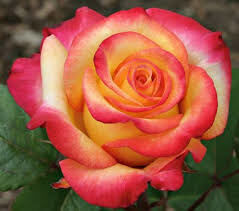 The Rarest Rose--For Rose Sho from Daddio