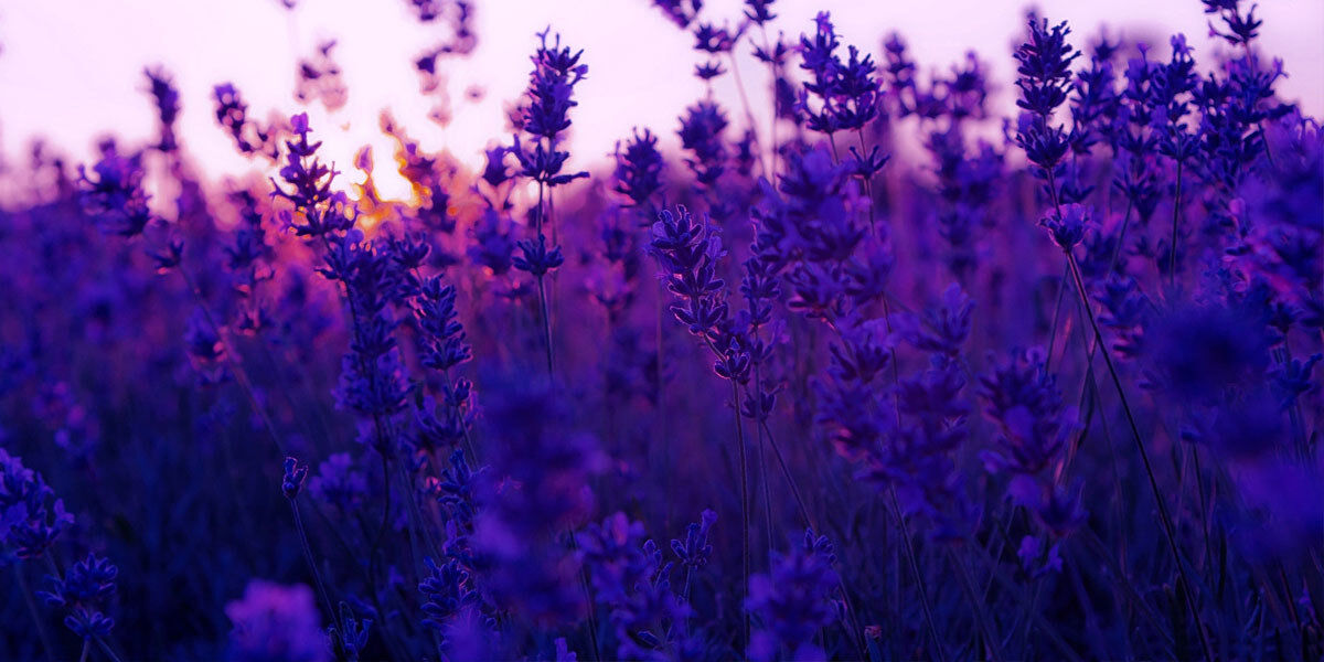 Lavender