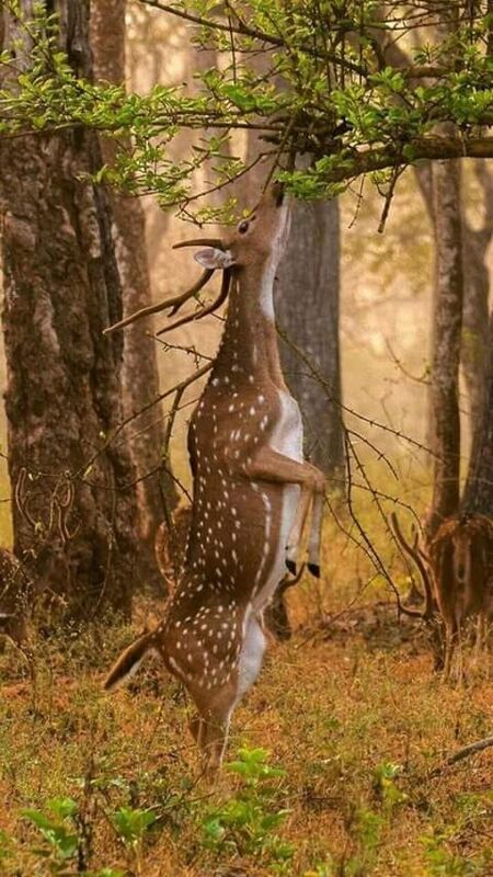 Never ending...nonesense