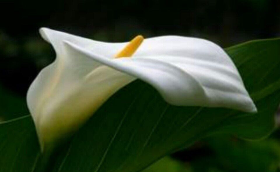 Ode to the Calla Lily