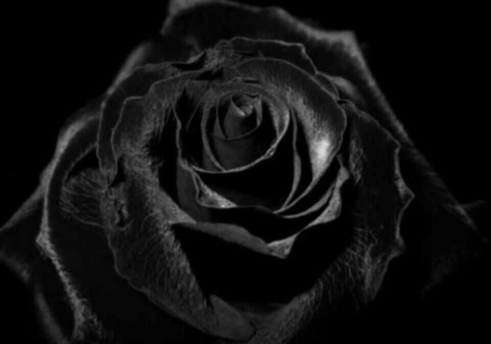 Beautiful Black Flowers