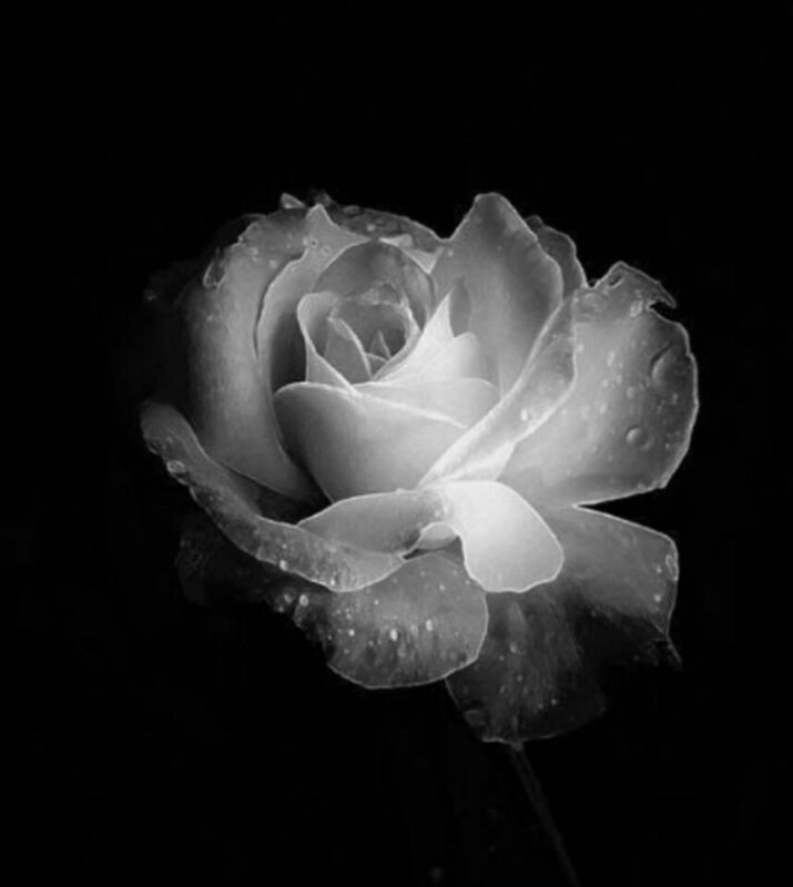 Still Roses
