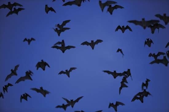 Bat, Bats, Batty