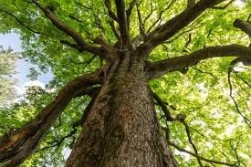Roots