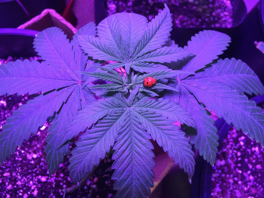 The Seed