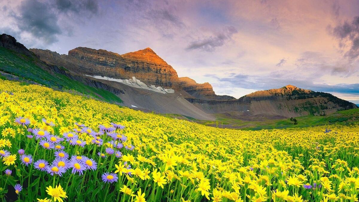 Natures song