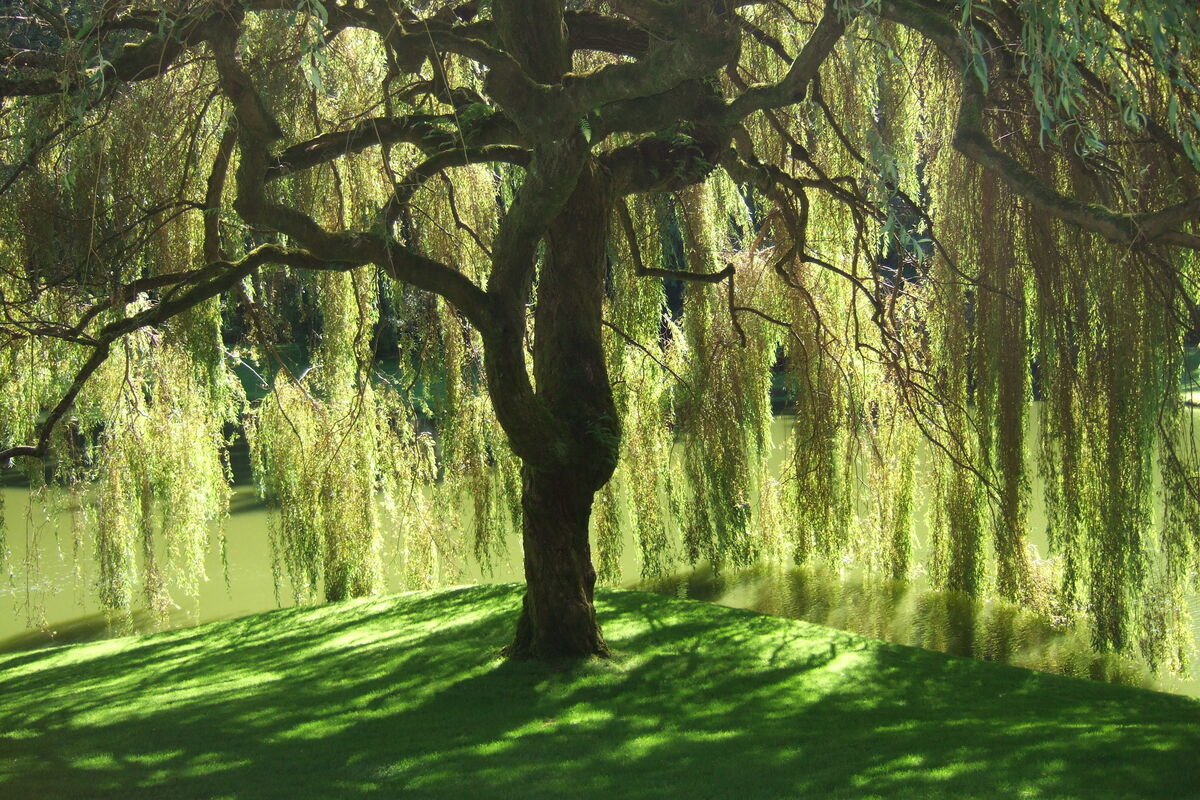 Weeping willow