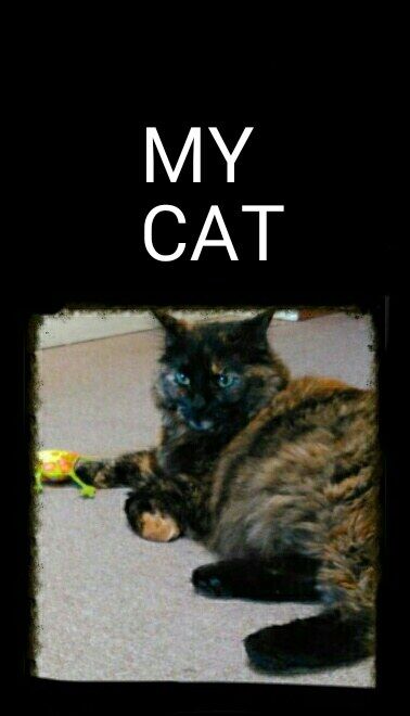 MY CAT