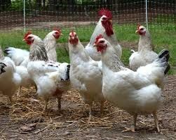 Organic Chicken