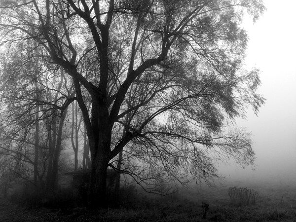 Old Willow Tree