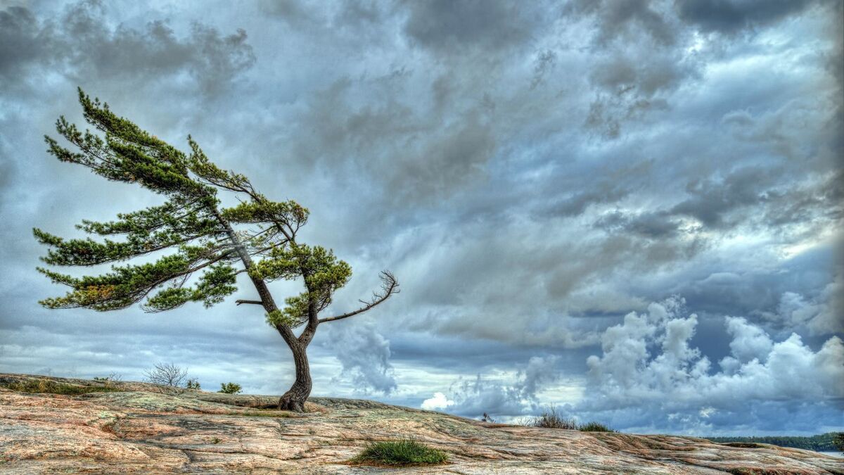 Whispers in the wind