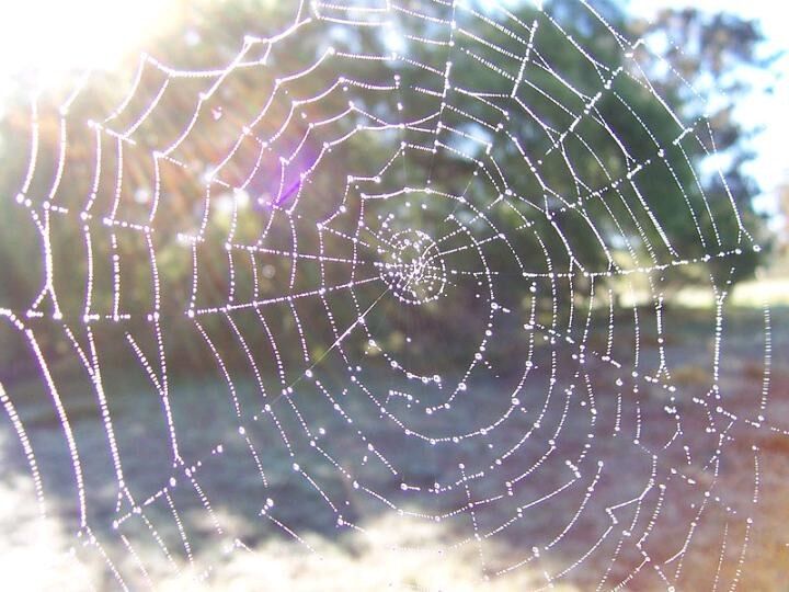 Little white webs 