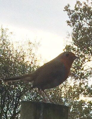 Little Robin