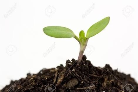 A Ball of True Green