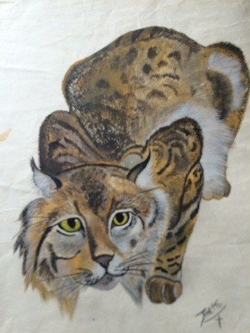 lynx