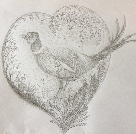 pheasant 