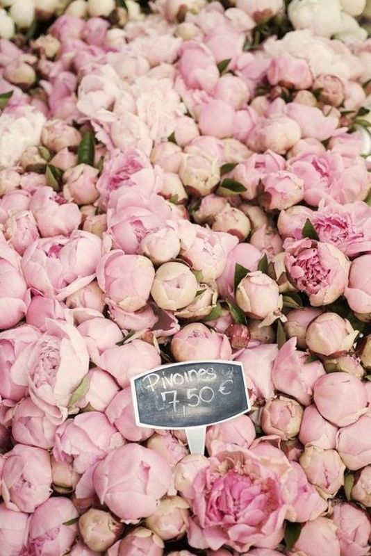 The Pink Peony The Pink Peony