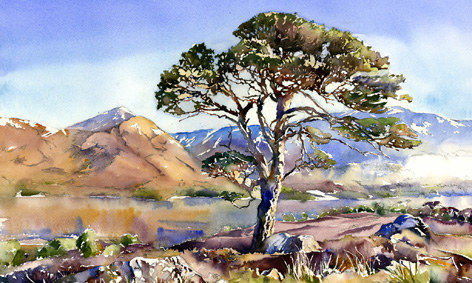 The Last Great Pine