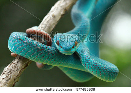 Your Love’s Obsessive