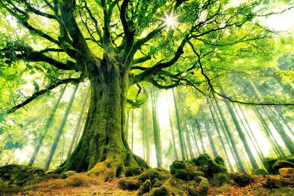 Wrath of Trees