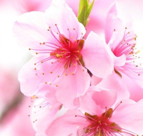 Blossoming