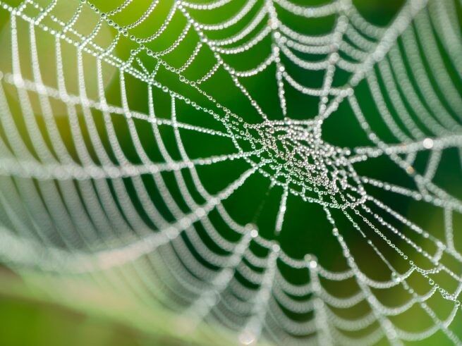 The Spider