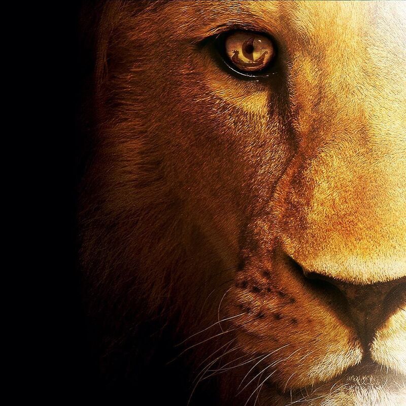 Lioness