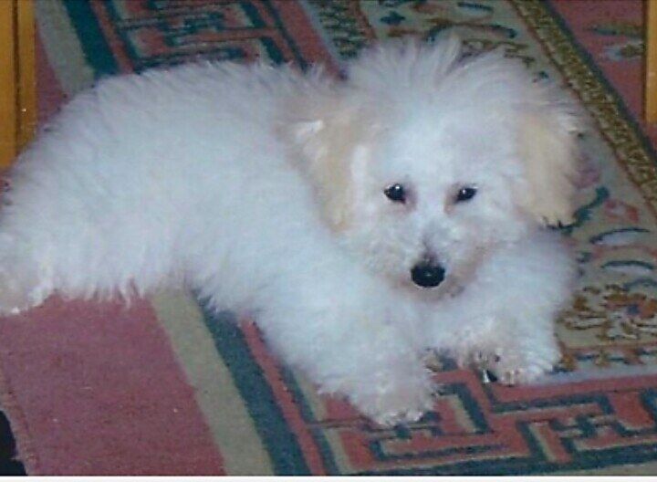 ONE WEEK AFTER,  dedicated to Larry Ran on the loss of his soulmate,  Cody 