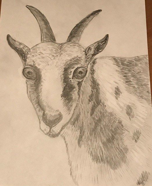 goat