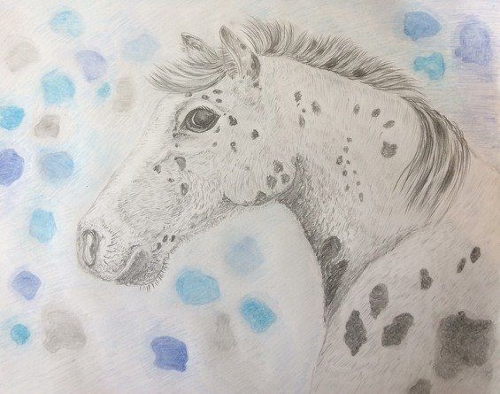 appaloosa 