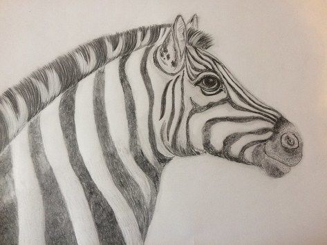 zebra