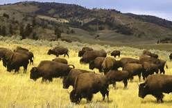 MY HOME WHERE THE BUFFALO ROAM