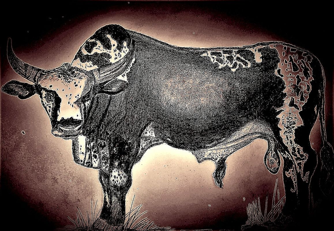 Nguni bull