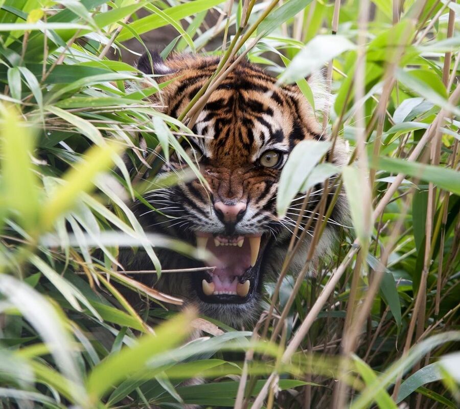 The Tigress Book