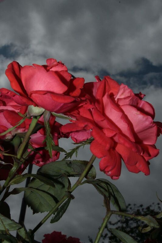 Roses