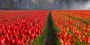 Where Roses Lie