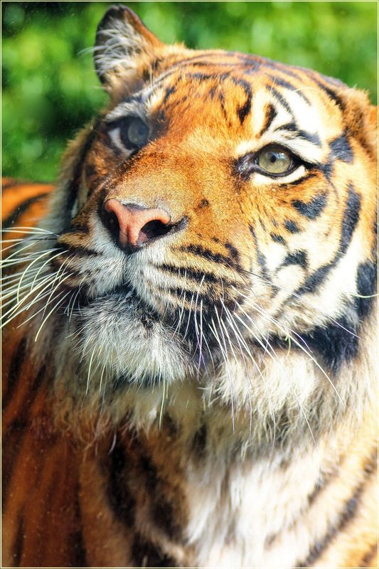 Tiger Time