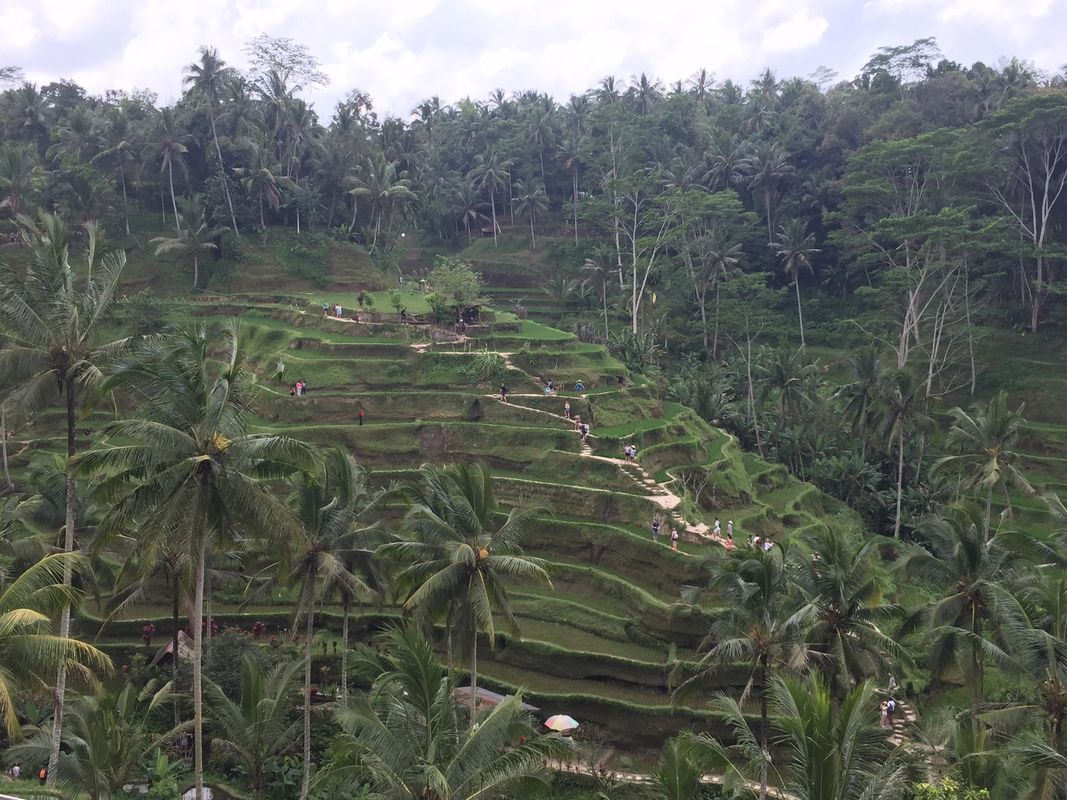 Rice terrace