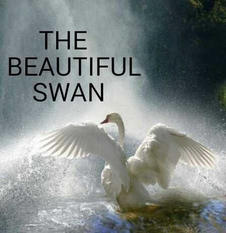 THE BEAUTIFUL SWAN