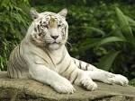 TIGER CODE