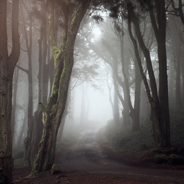 Through Misty Woods