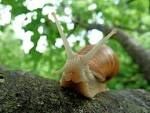 WOULD YOU RATHER BE A GASTROPOD?