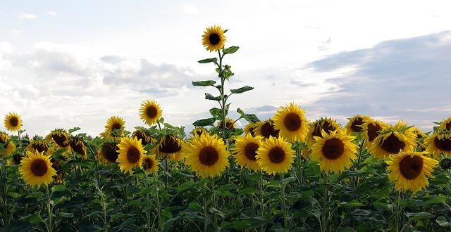 Sunflower