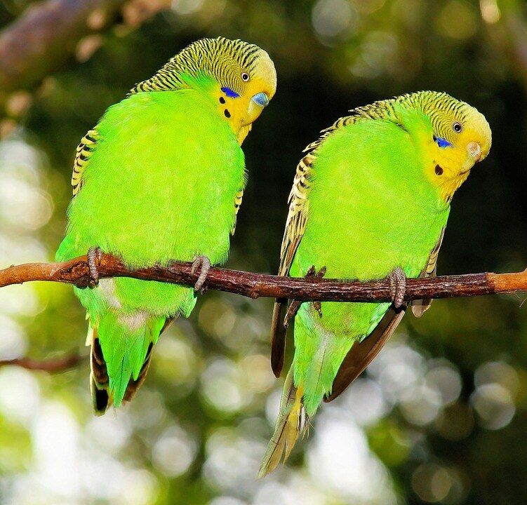 BIRDS