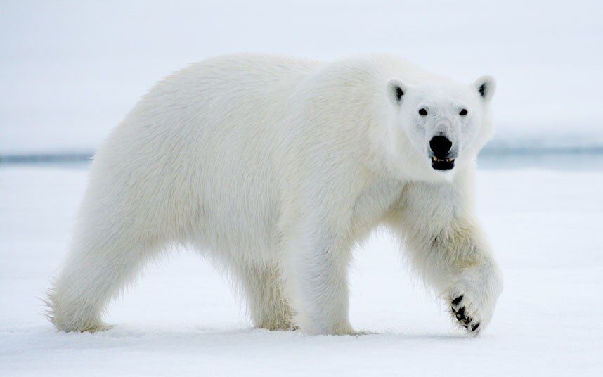 PLIGHT OF THE POLAR BEAR 