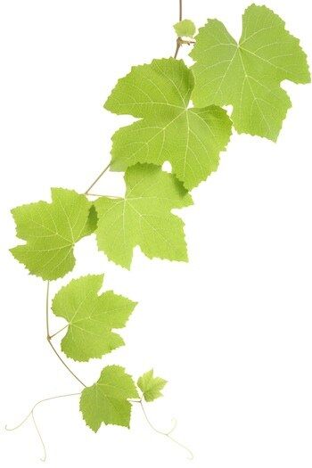THE VINE