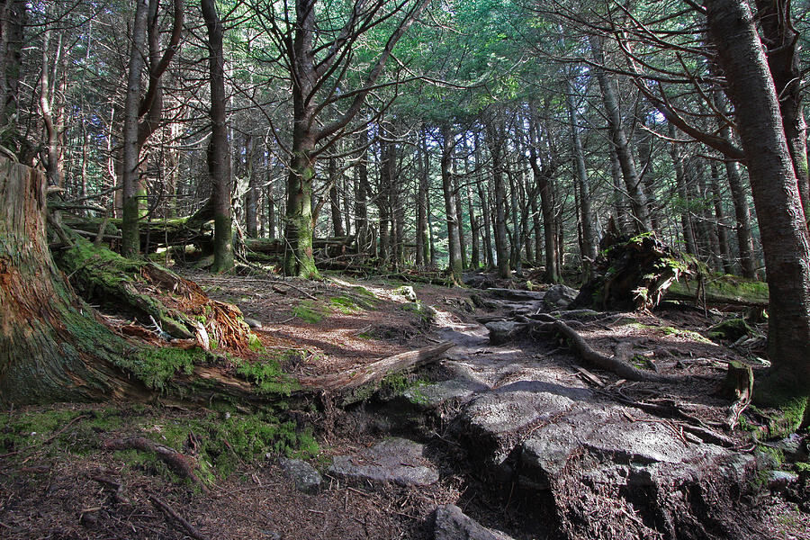 Forest
