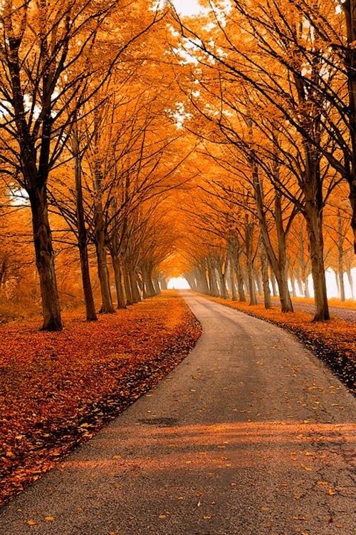 The Autumn Leaves