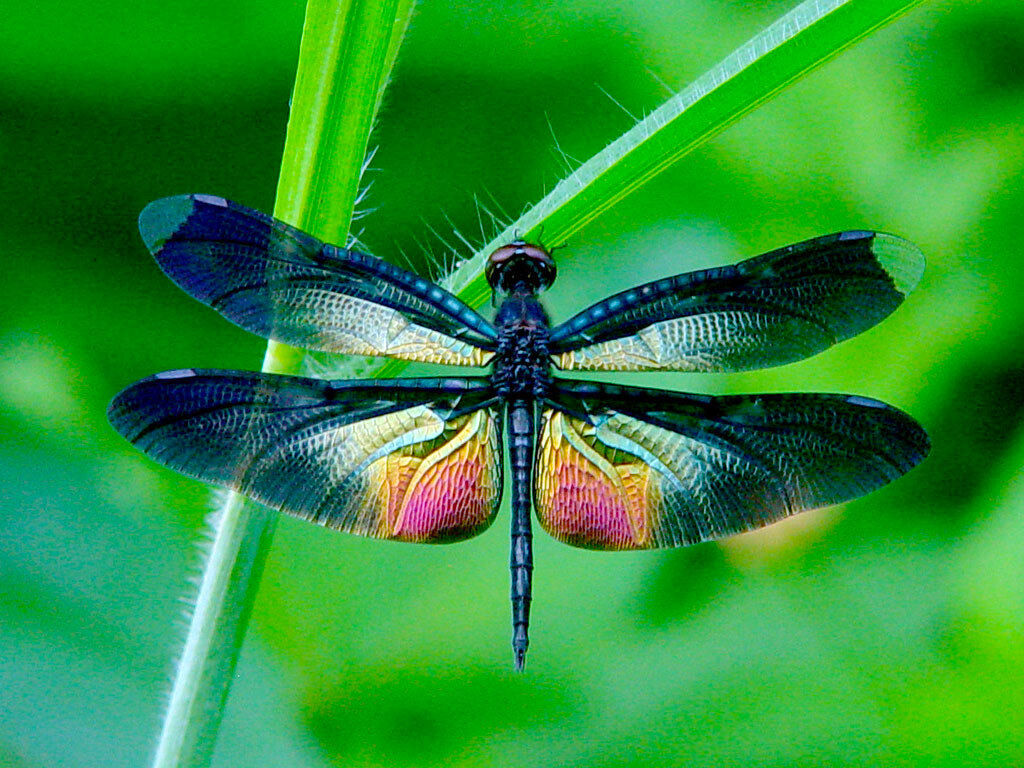 The Damselfly