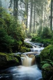 A wood with no trees 